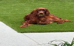 Irish Setter dogs for sale: Irish Red Setter - Image 2