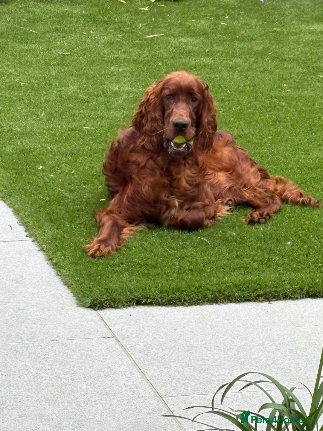 Irish Setter dogs for sale: Irish Red Setter - Image 2