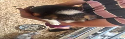 Border Collie dogs for sale: Collie puppies - merles  - Advert 40