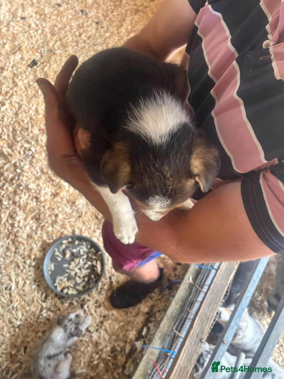 Border Collie dogs for sale: Collie puppies - merles  - Advert 40