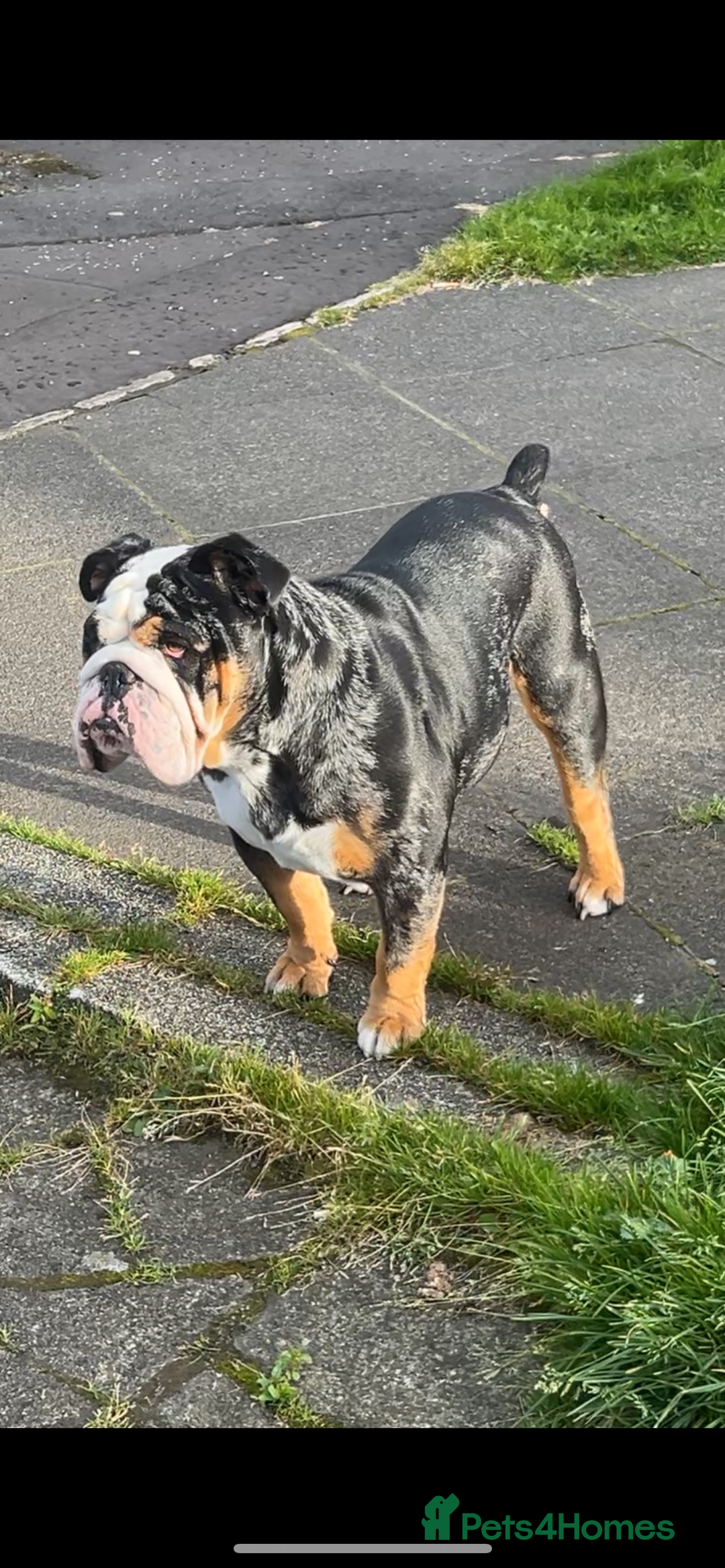 English Bulldog dogs for sale: English bulldog puppy for sale  - Advert 7