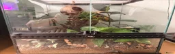 Gecko reptiles for sale: Crested gecko  in Brighton - Advert 3