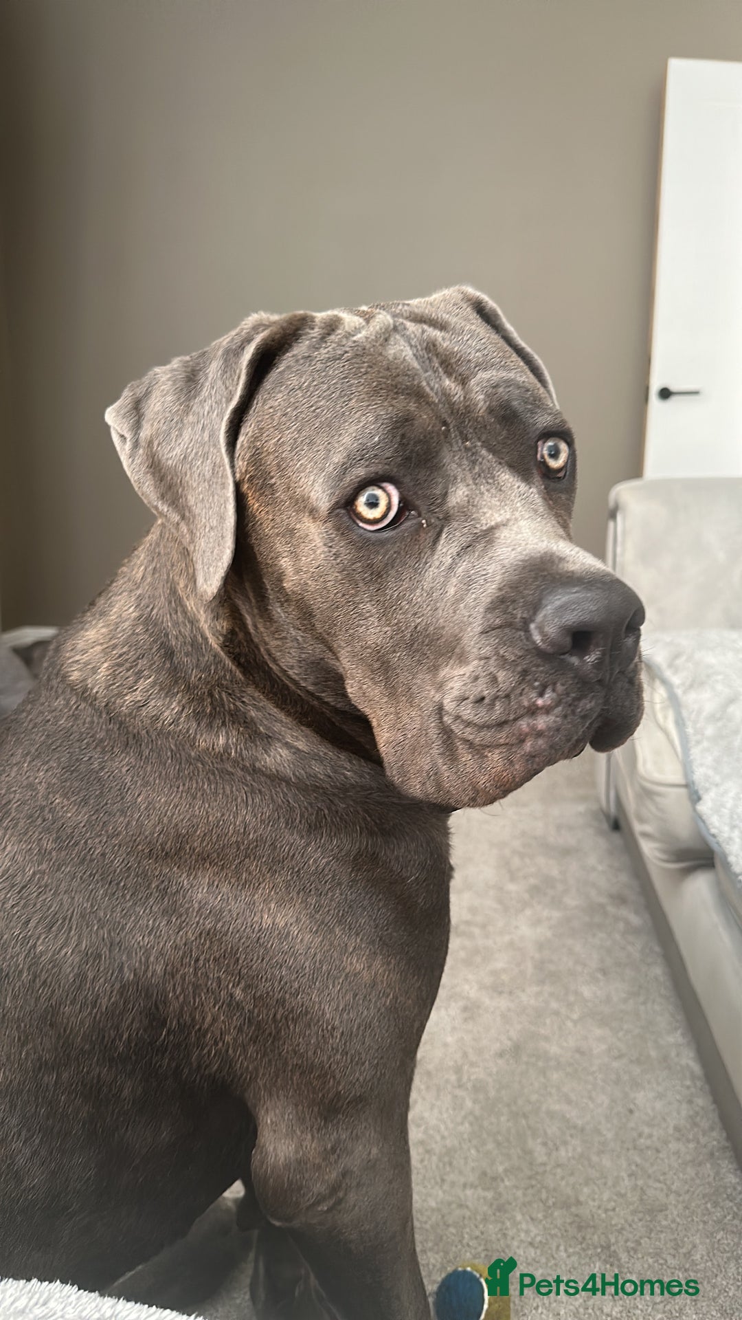 Cane Corso dogs for sale: Rehoming Stanley - Advert 5