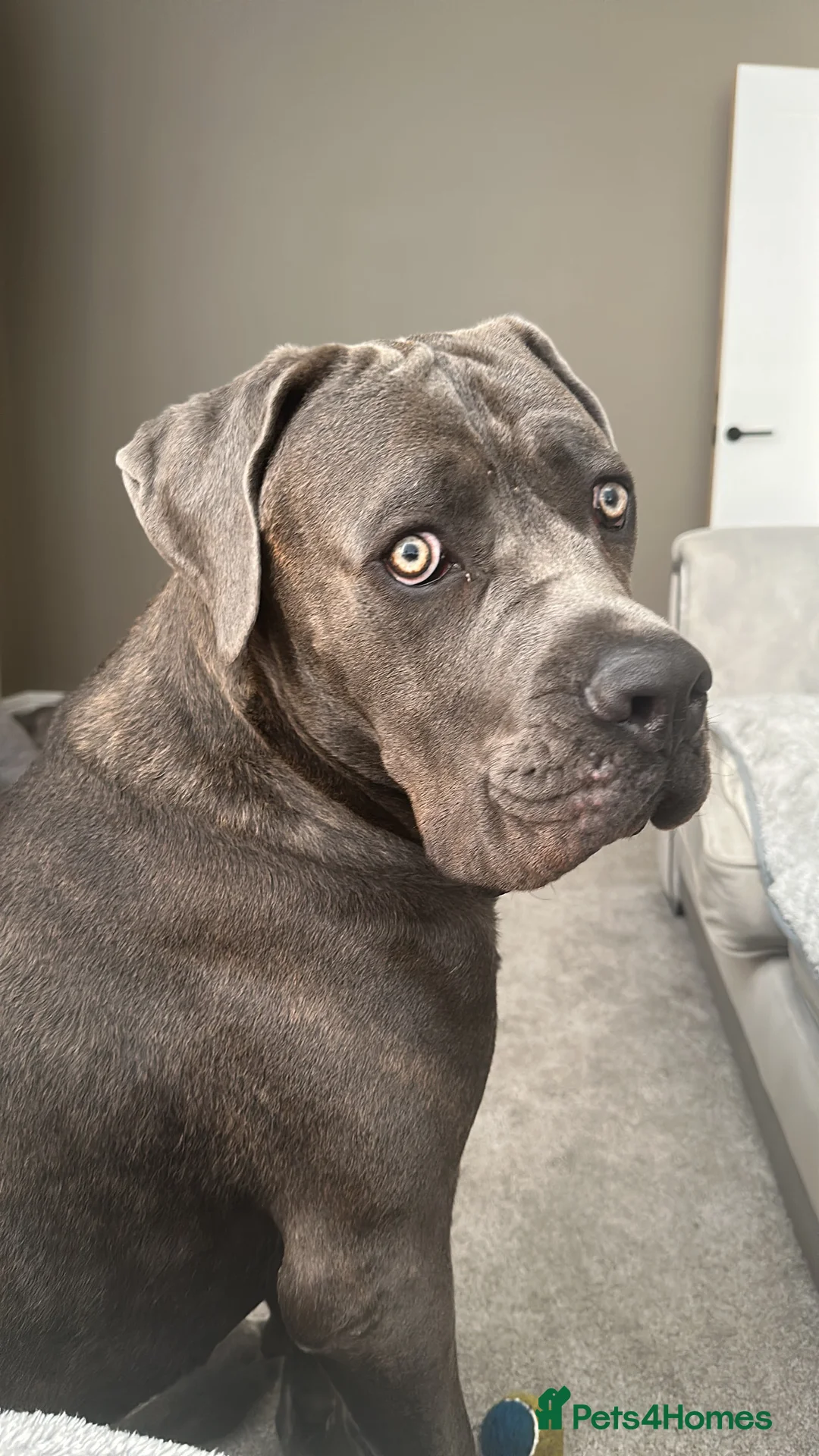 Cane Corso dogs for sale: Rehoming Stanley - Advert 5
