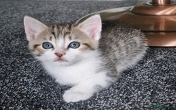 Ragdoll cats for sale: Cute little Tabbies with part Ragdoll - Image 1