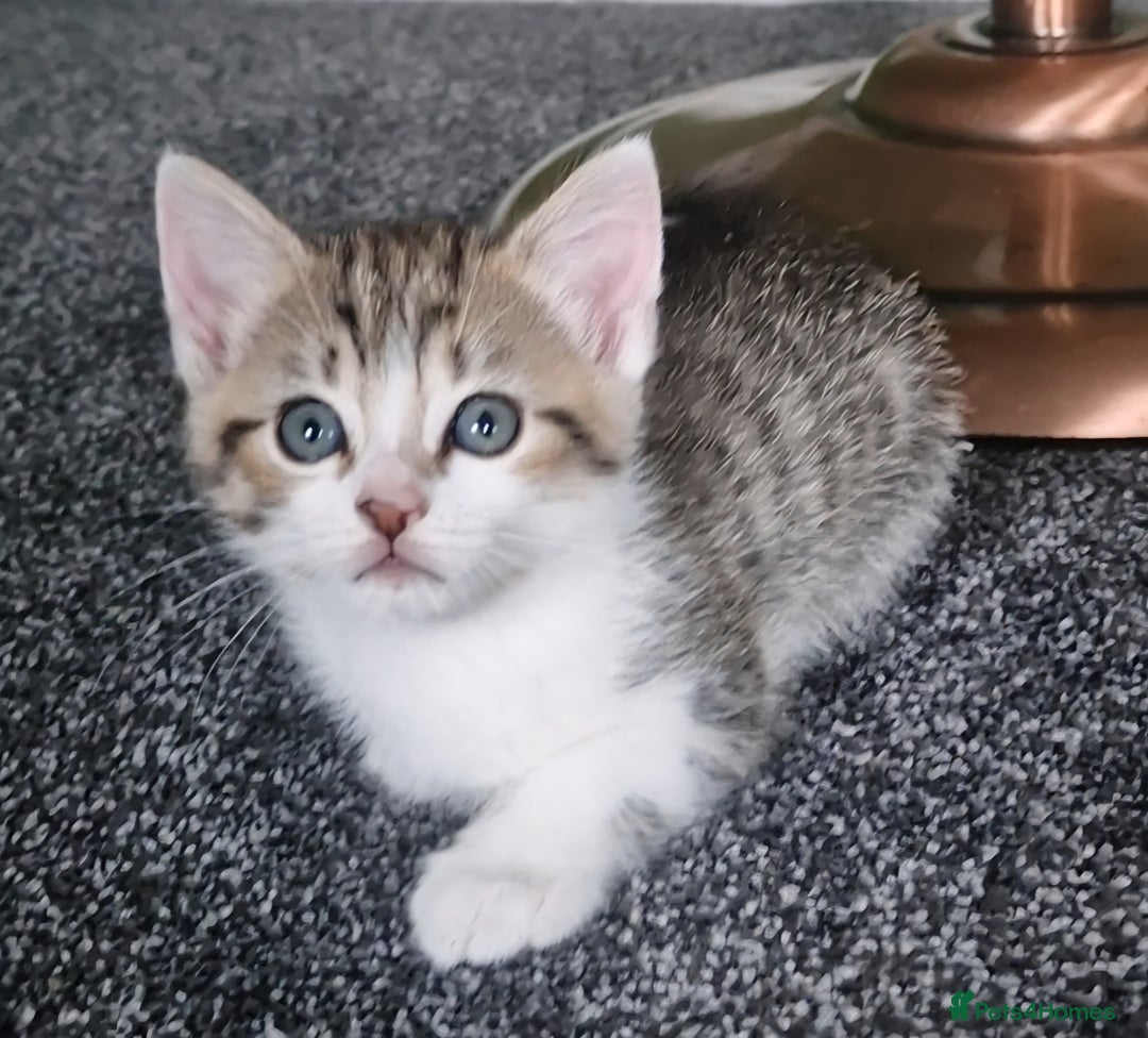 Ragdoll cats for sale: Cute little Tabbies with part Ragdoll - Image 1
