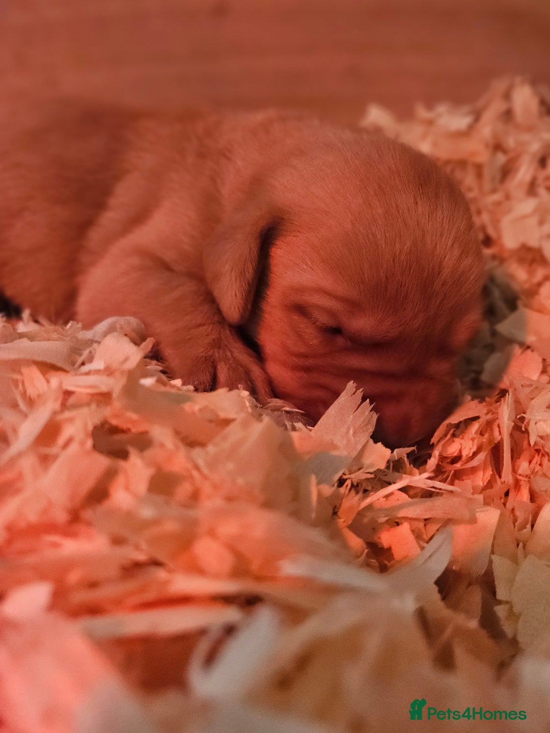 Labrador Retriever dogs for sale: Stunning litter of working line fox red labradors  - Advert 3