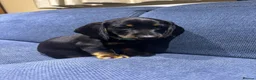 Miniature Dachshund dogs for sale: Miniature Dachshund Lovely Puppies for Sale in Richmond - Advert 6