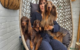 Miniature Dachshund dogs for sale: Beautiful longhaired dachshund girl  - Image 2