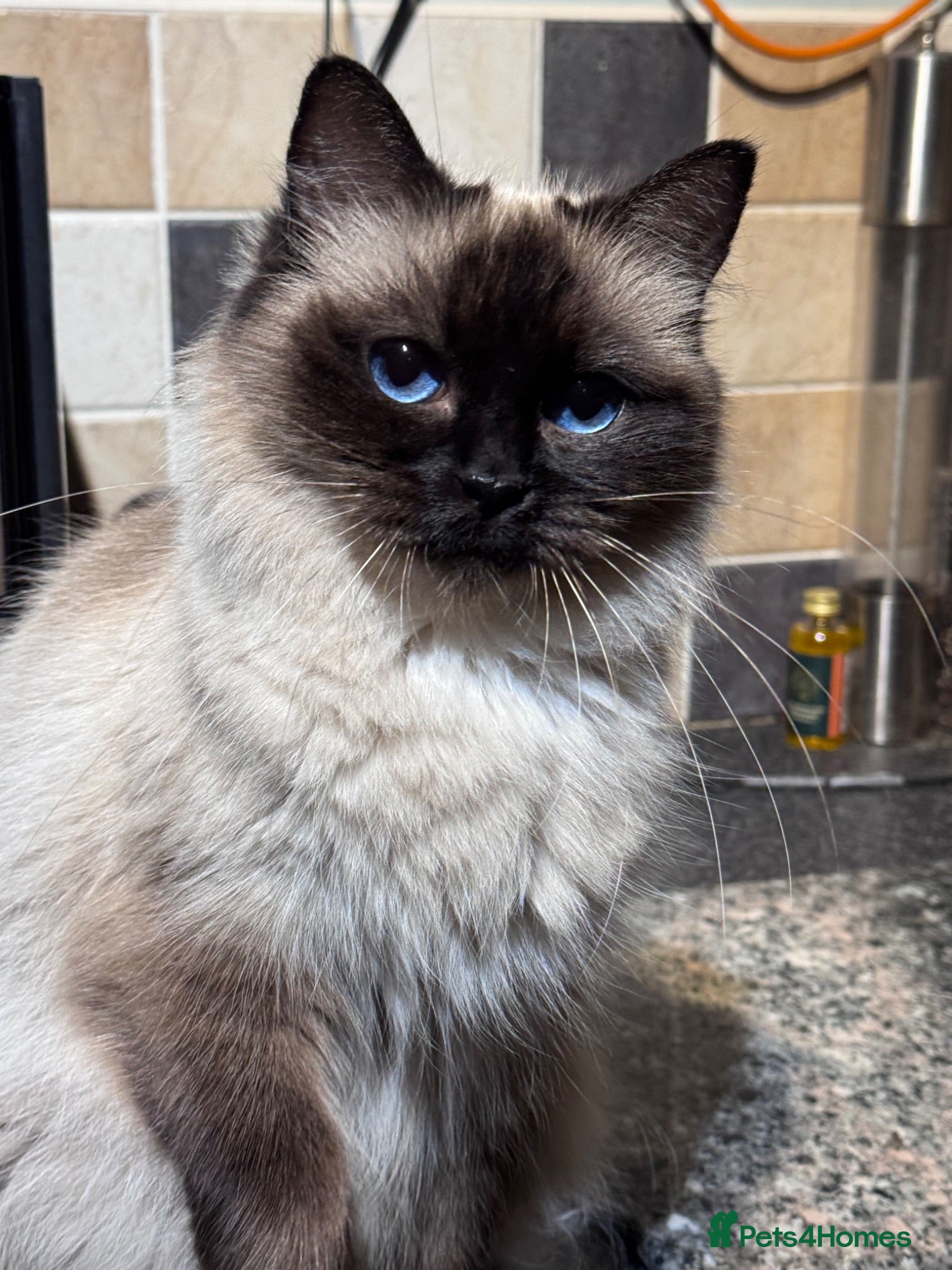 Ragdoll cats Ragkins Registered pedigree Ragdoll kittens  - Advert 2