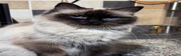 Ragdoll cats for sale: Ragkins Registered pedigree Ragdoll kittens  in Derby - Advert 2