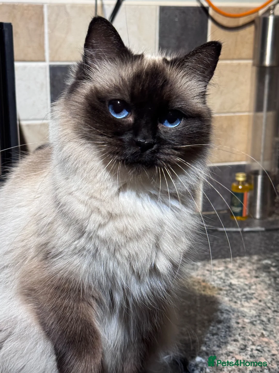 Ragdoll cats for sale: Ragkins Registered pedigree Ragdoll kittens  in Derby - Advert 2