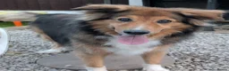 Mixed Breed dogs for sale: Rough collie cross male - Advert 4