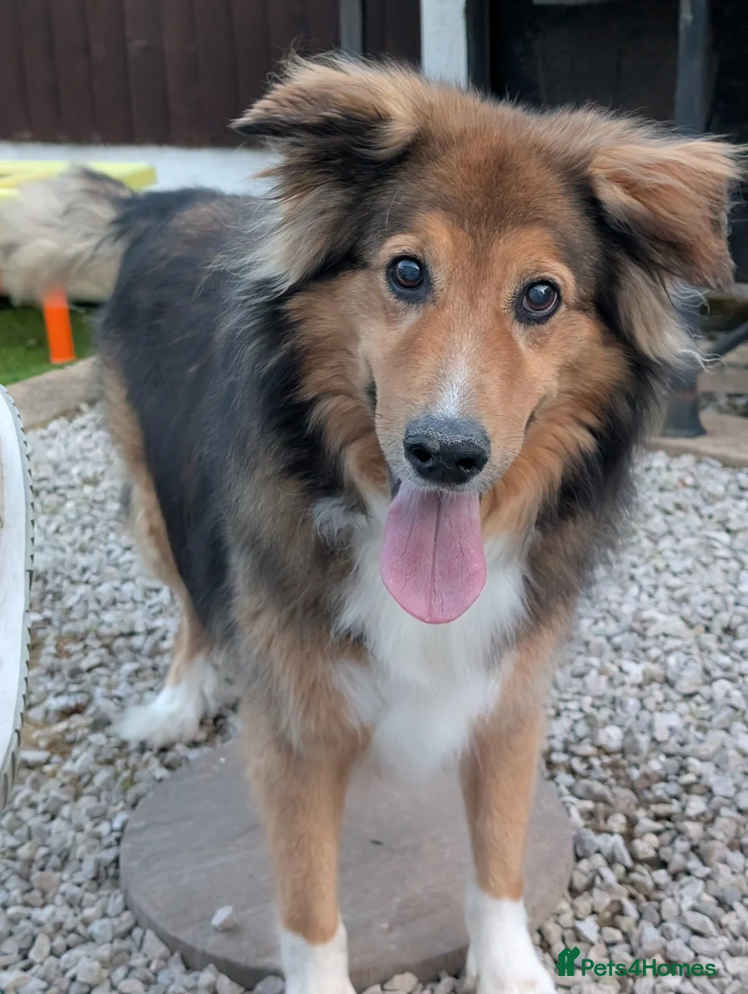 Mixed Breed dogs for sale: Rough collie cross male - Advert 4