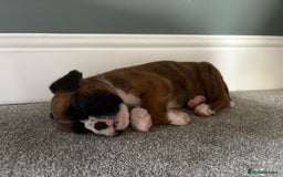Boxer dogs for sale: KC PEDIGREE BOXER PUPPIES  - Image 19