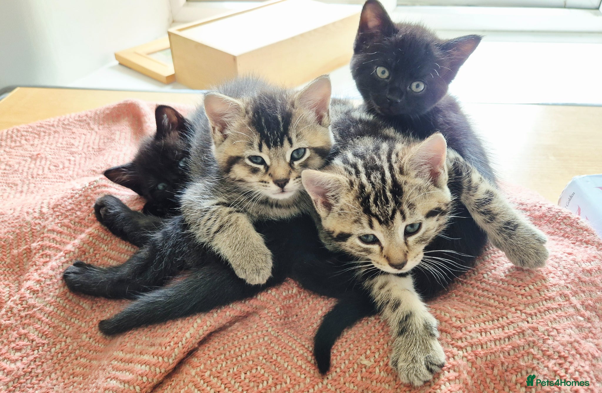 Mixed Breed cats 1 Tabby & 1 Black Kitten still available - Advert 4