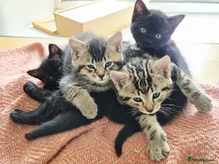 Mixed Breed cats 1 Tabby & 1 Black Kitten still available - Advert 4