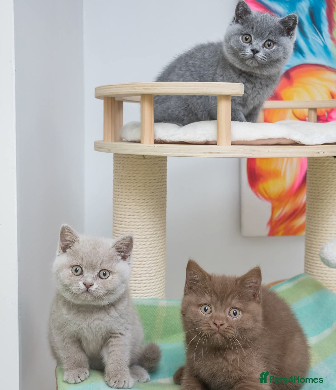British Shorthair cats for sale: Beautiful BSH Kittens  - Advert 1