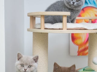 British Shorthair cats Beautiful BSH Kittens - Advert 1