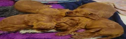 Cavapoo dogs for sale: Extensively Health Tested Thearpy Cavapoos in Portsmouth - Advert 11