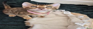 Pink Collar Girl