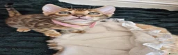 Bengal cats for sale: TICA Registered Bengal Kittens - Advert 9