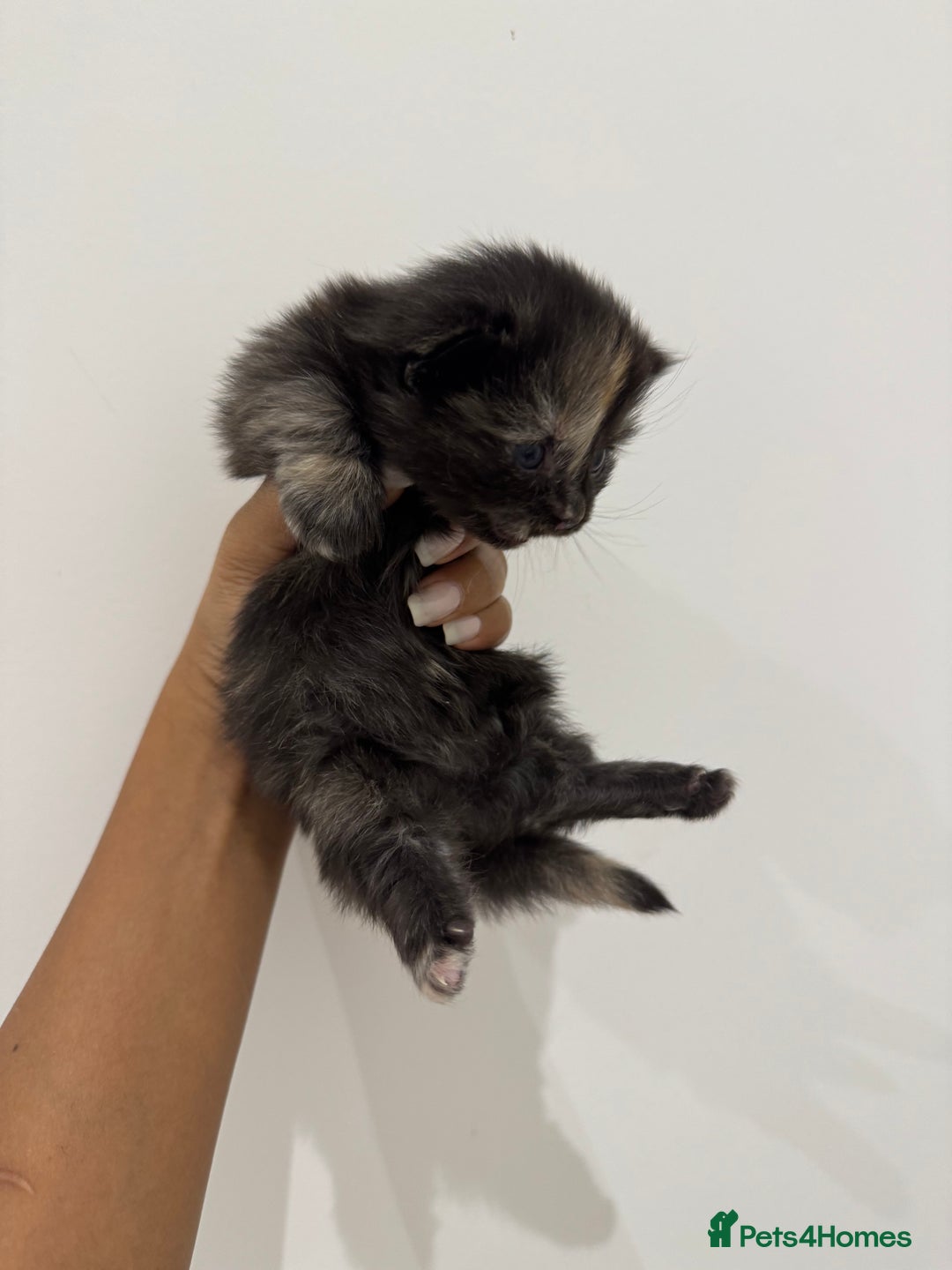 Munchkin cats for sale: stunning standard munchkins - Advert 16