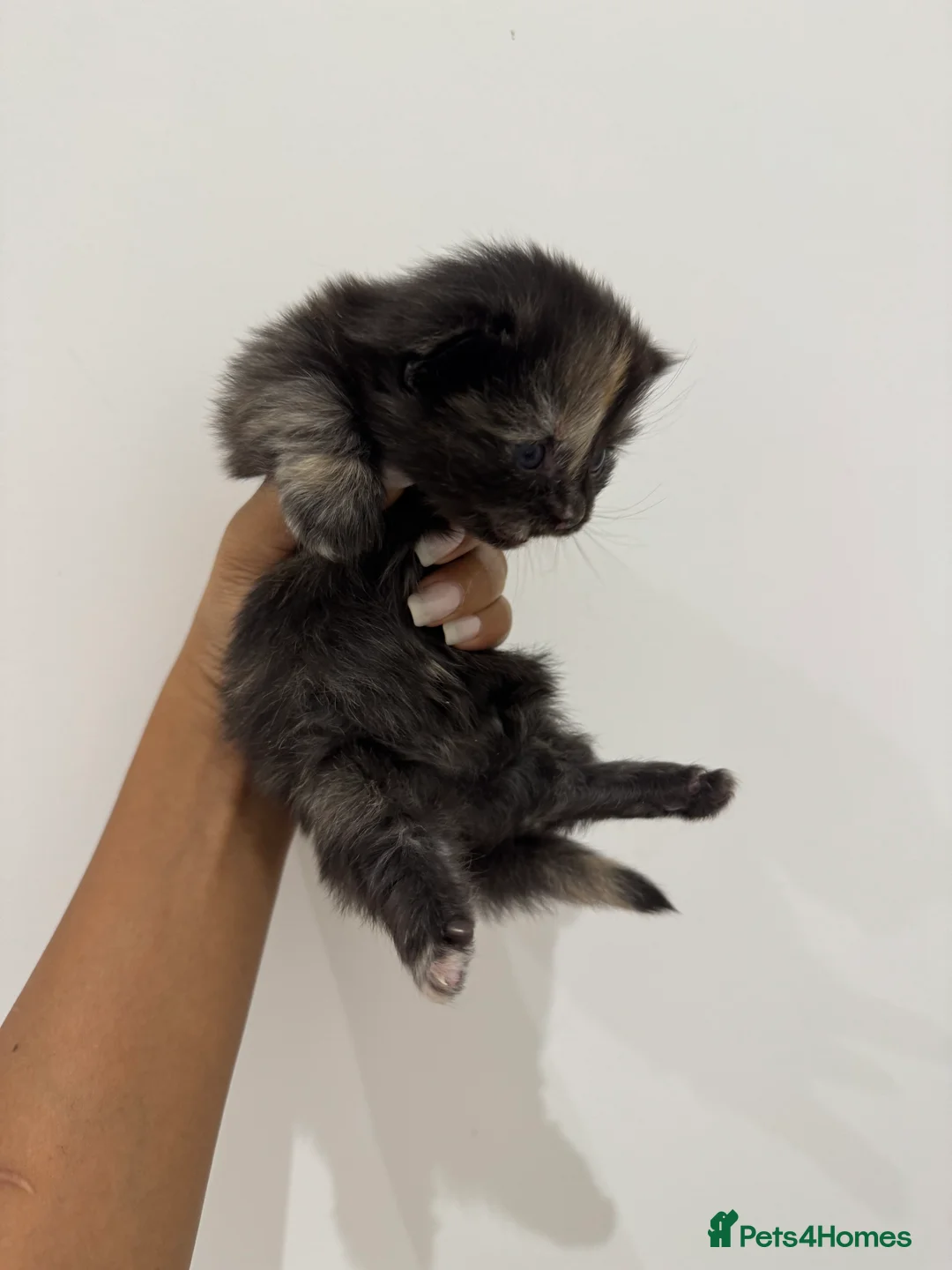Munchkin cats for sale: 💎 RARE 💎 STANDARD MUNCHKINS READY TO LEAVE NOW  - Advert 22