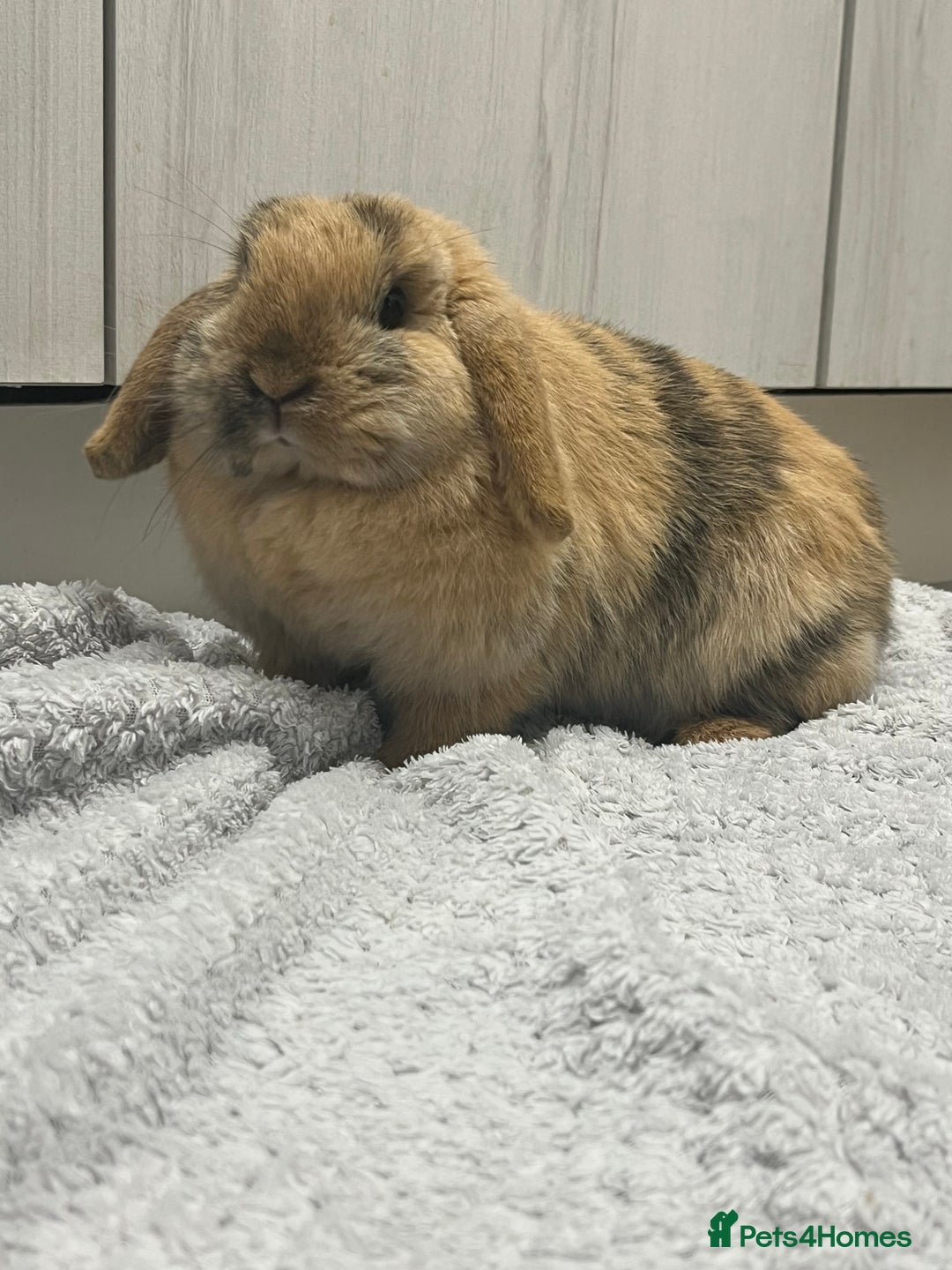 Mini Lop rabbits for sale: Beautiful Golden Harlequin Doe - Advert 3