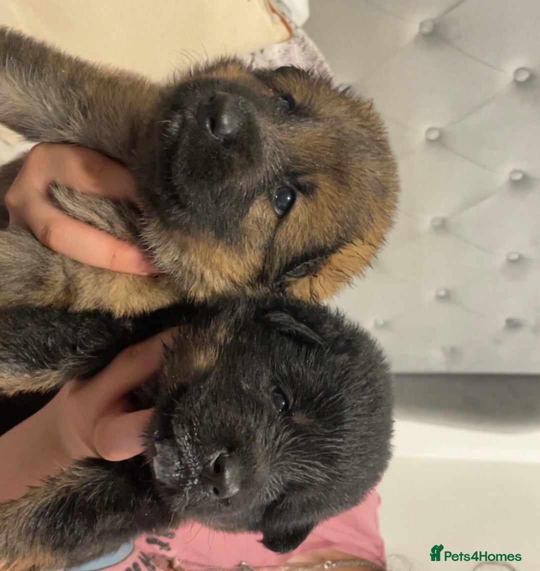 German Shepherd dogs for sale: 2 GORGEOUS MALE PUPPIES  - Image 7