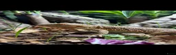 Bearded Dragon reptiles for sale: Bearded dragon - Advert 2