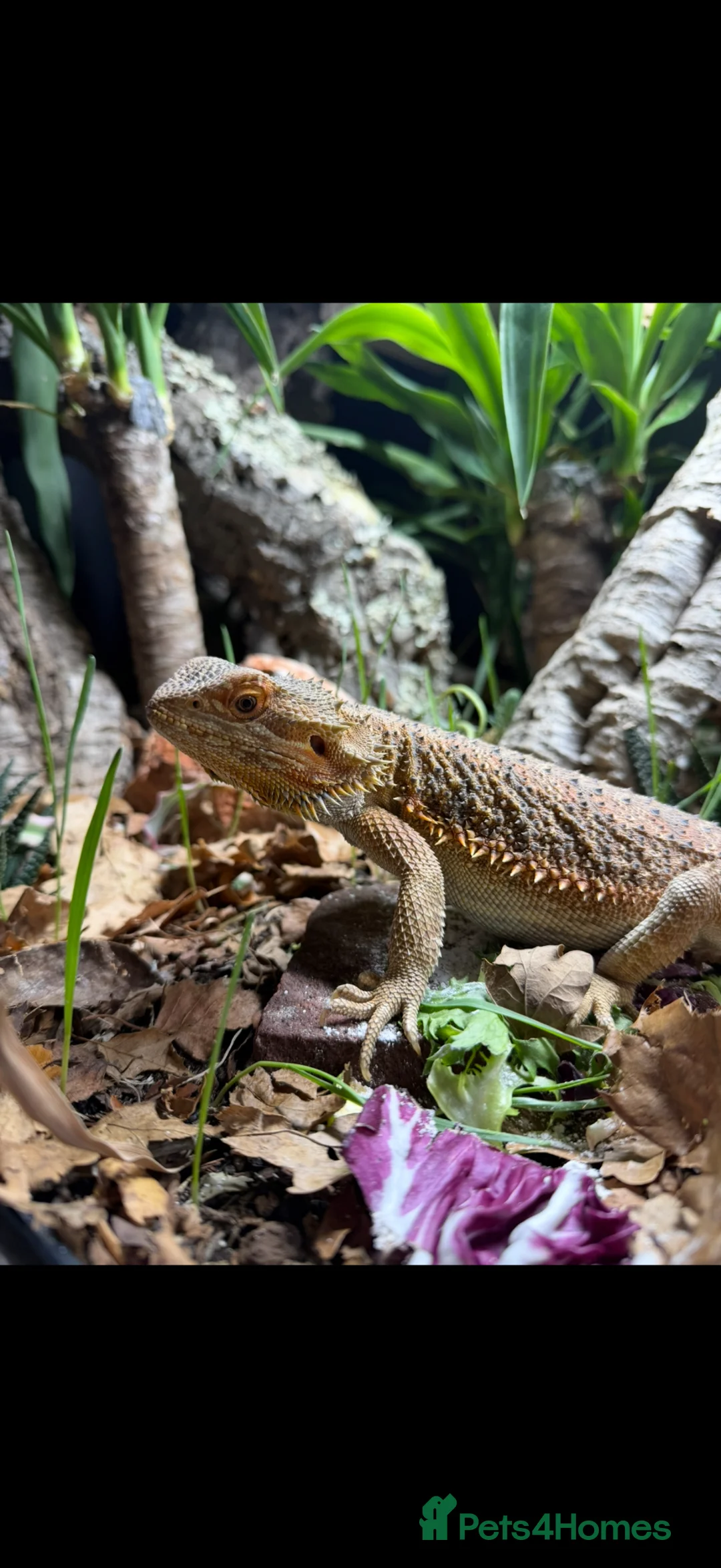 Bearded Dragon reptiles for sale: Bearded dragon - Advert 2