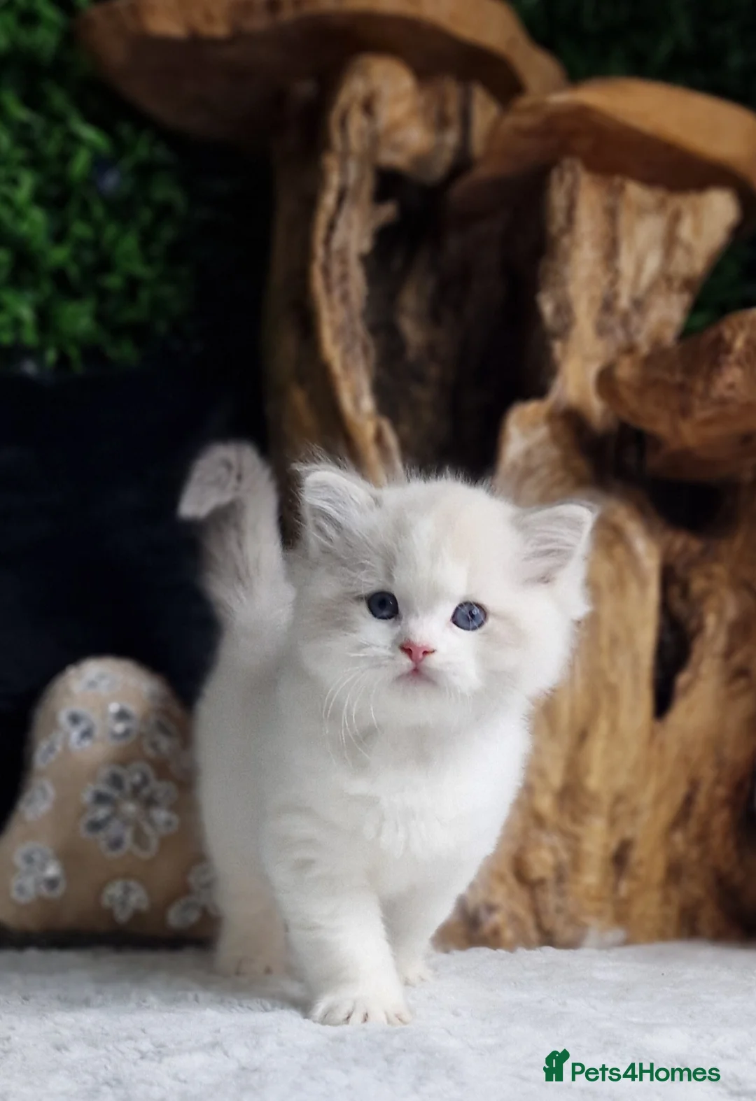 Ragdoll cats for sale: 🏆✨️Exclusive kittens from Champion parents🥇🐈 - Advert 1