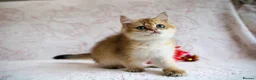 British Shorthair cats for sale: 💙British shorthair ready now🩷 - Advert 13