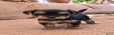 Yorkshire Terrier 1