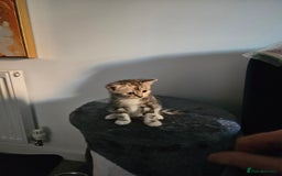 Mixed Breed cats for sale: Chinchilla Persian cross kittens  - Image 6