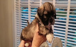 Lhasa Apso dogs for sale: Beautiful KCreg Lhasa Apso - Image 8