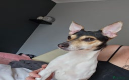 Jack Russell dogs for adoption: 💖🐶 DAISY 🐶💖 - Image 5