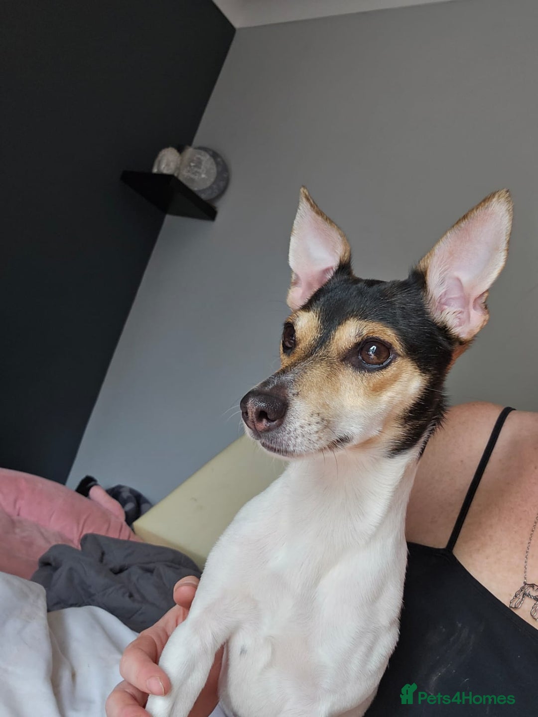 Jack Russell dogs for adoption: 💖🐶 DAISY 🐶💖 - Image 5