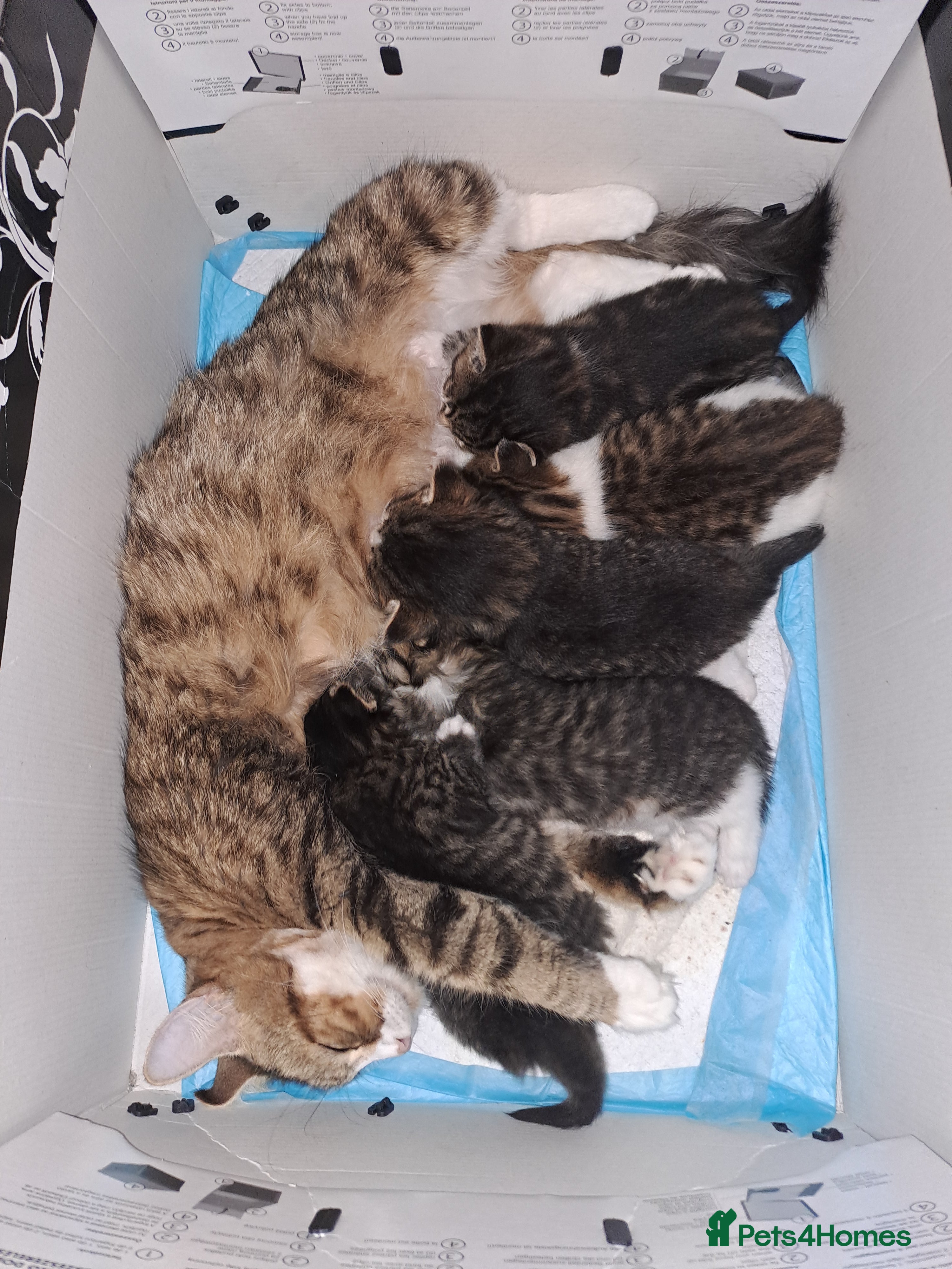 Domestic Shorthair cats 5 gorgeous kittens for sale  - Advert 1