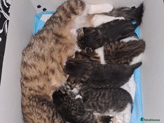 Domestic Shorthair cats 5 gorgeous kittens for sale - Advert 1