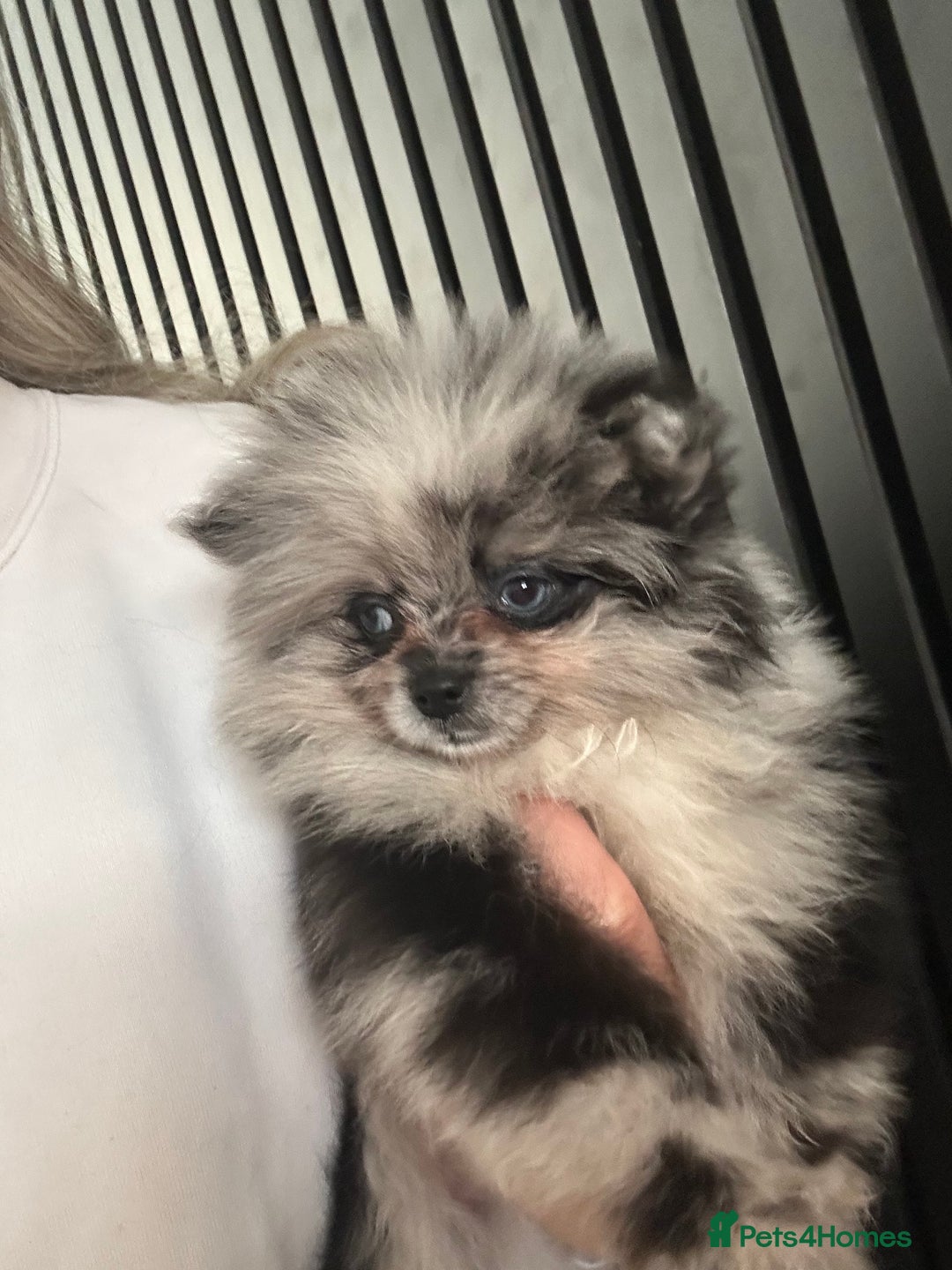Pomeranian dogs for sale: Adorable bear faced fluffy merle Pomeranians - Image 14
