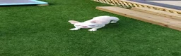 French Bulldog dogs for sale: Beautiful  French Bulldog Puppy - Advert 19