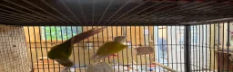 Conures birds for sale: Suncheek Conure breeding pair  - Advert 6
