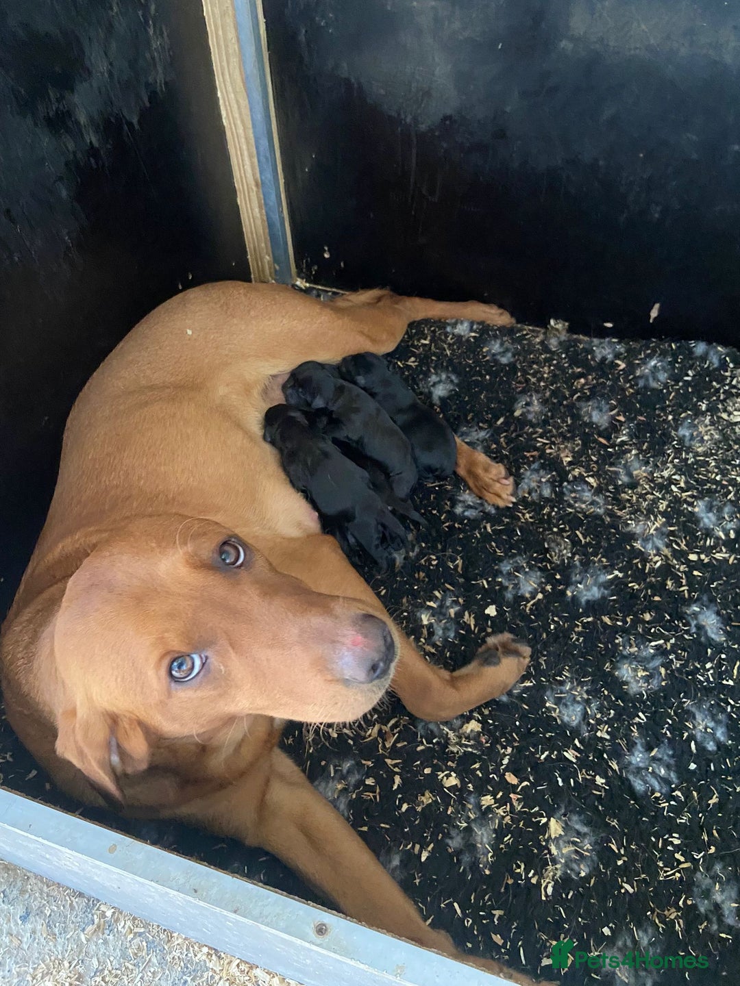 Labrador Retriever dogs for sale: 3 black labrador puppies  - Image 12