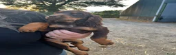Sprocker dogs for sale: 5 beautiful sprocker puppies ready to collect  in South Molton - Advert 28