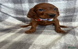 Irish Setter dogs for sale: Stunning litter of kc reg irish setters  - Image 7