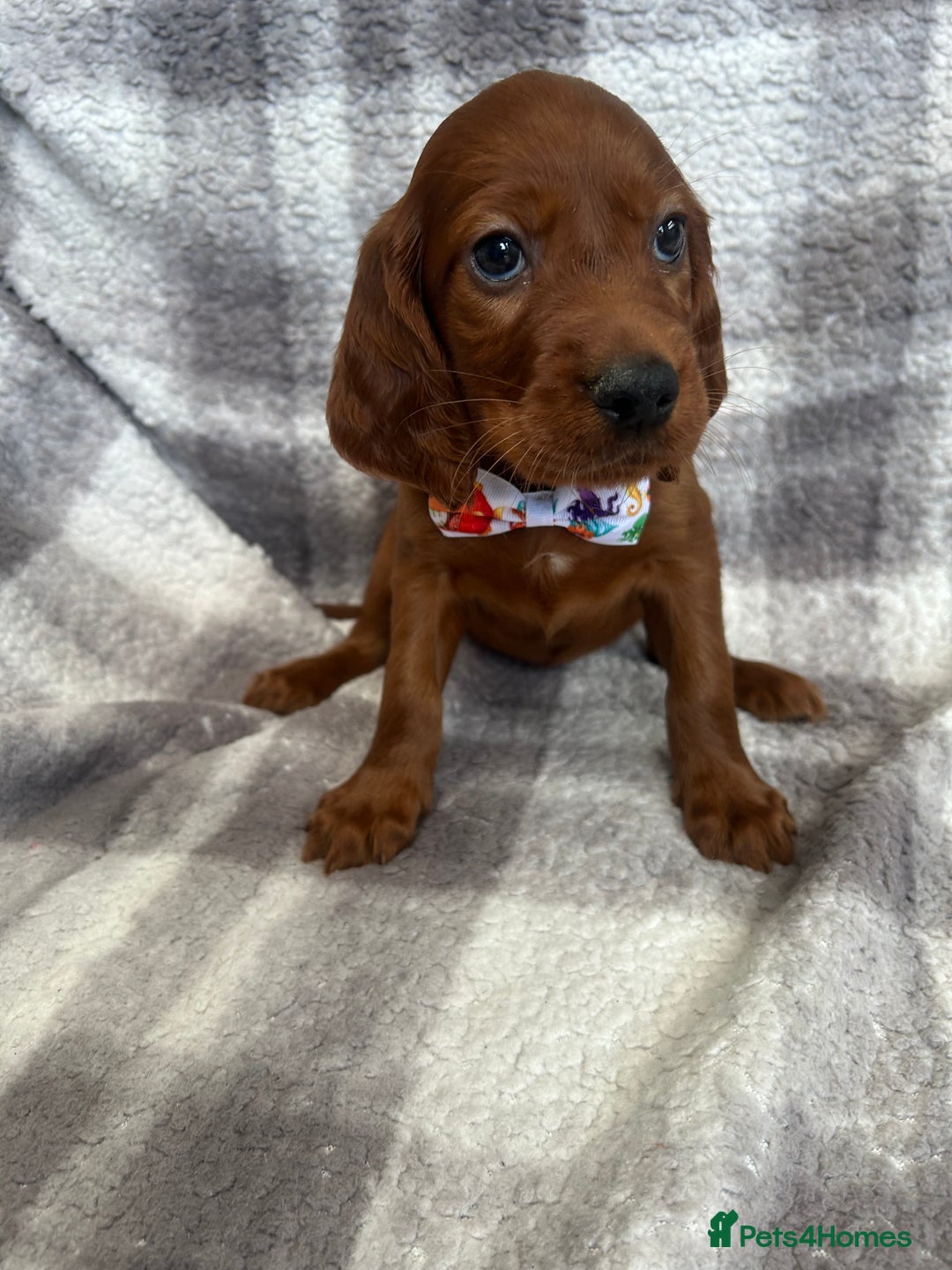Irish Setter dogs for sale: Stunning litter of kc reg irish setters  - Image 7