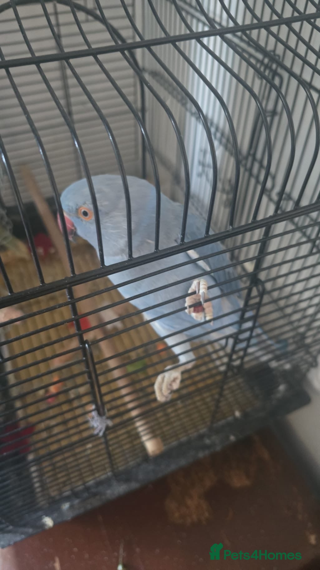Ringnecks birds Blue ring neck  - Advert 6