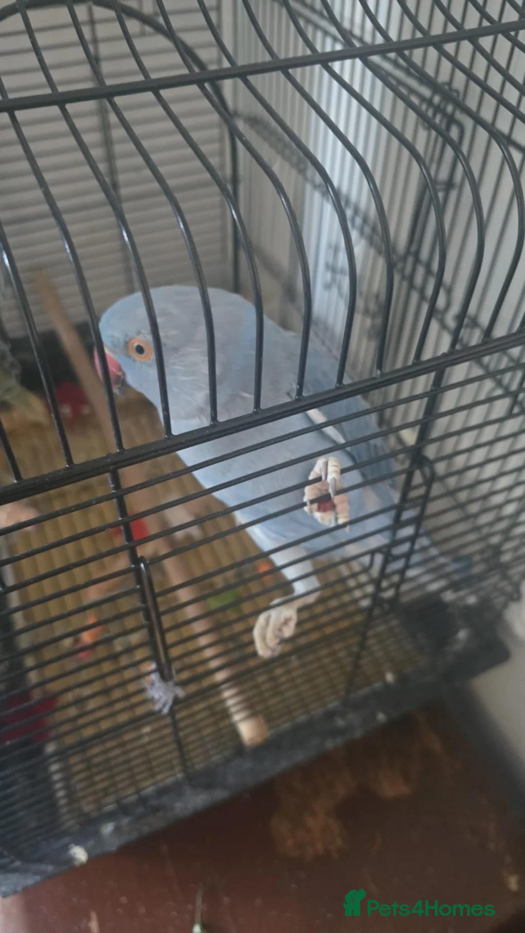 Ringnecks birds for sale: Blue ring neck  in Aylesbury - Advert 1